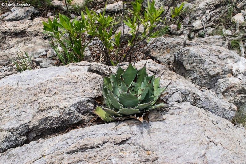 Agave shrevei photo 8