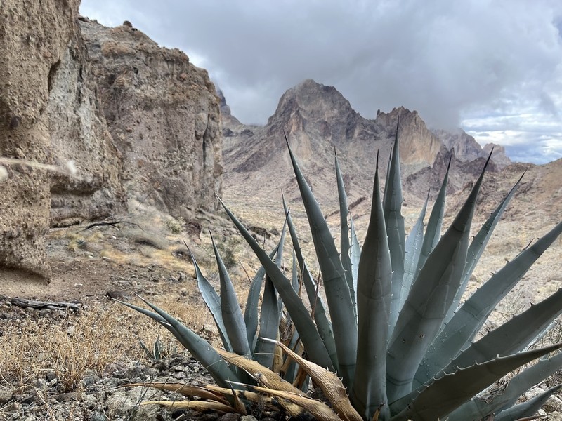 Agave simplex