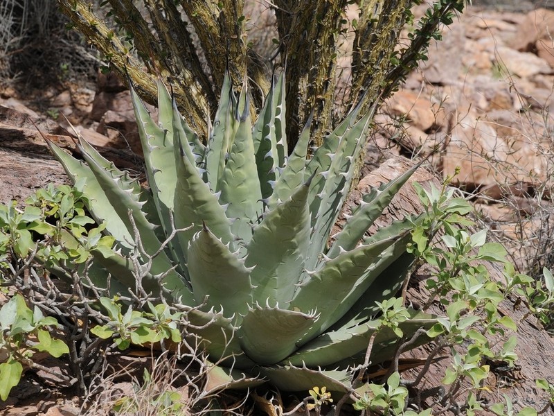 Agave simplex photo 2