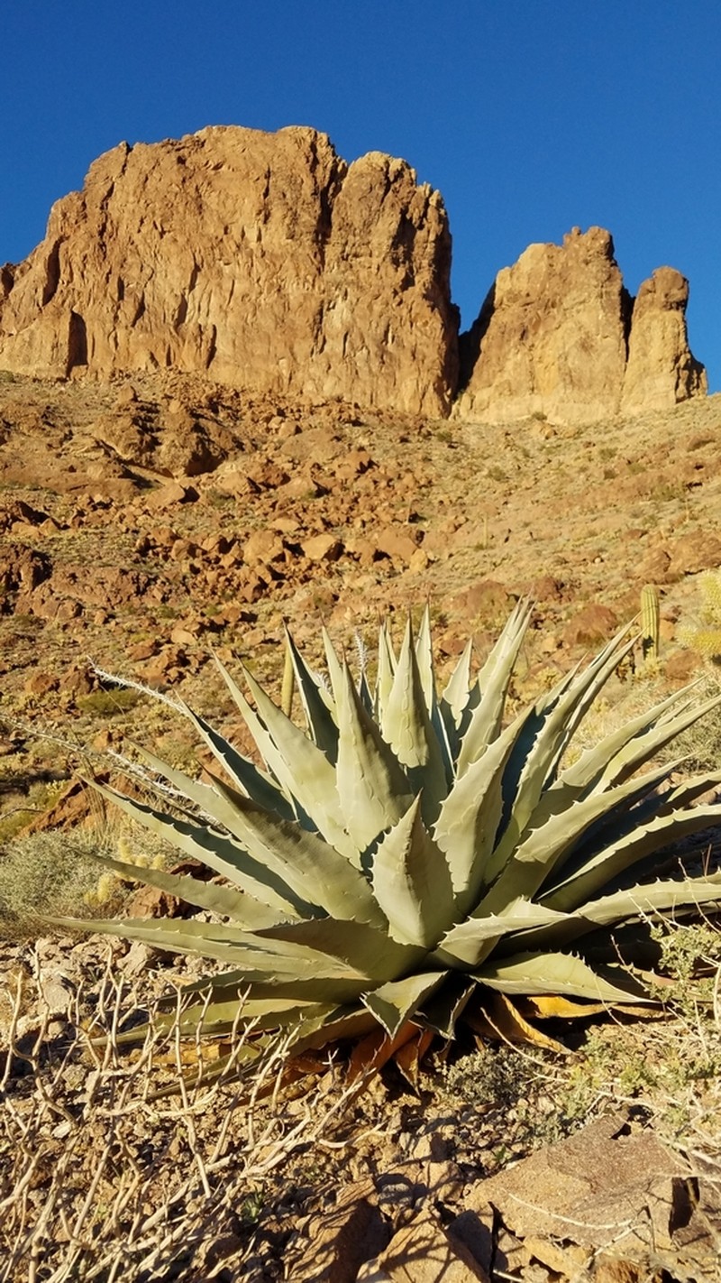 Agave simplex photo 3