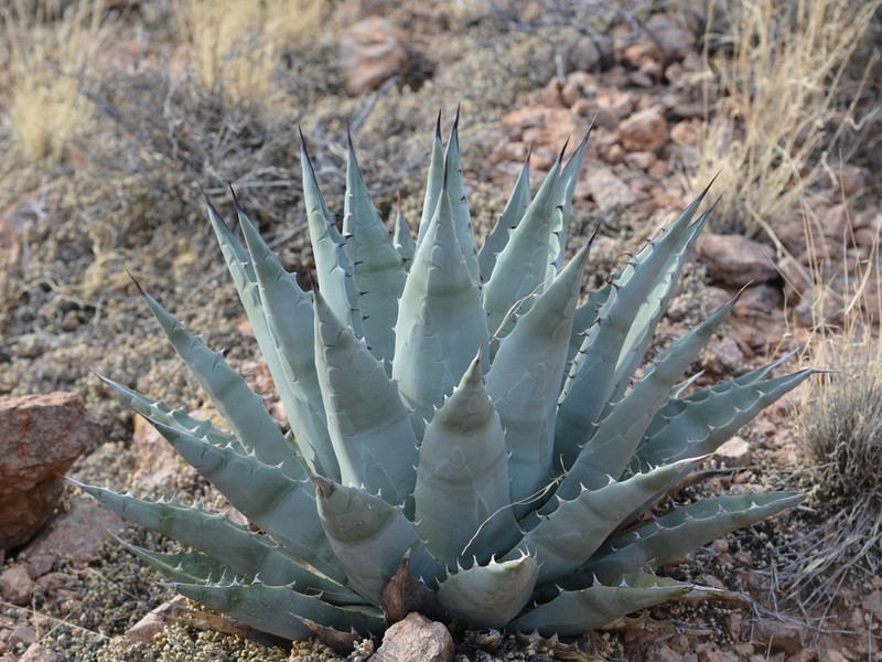 Agave simplex photo 4