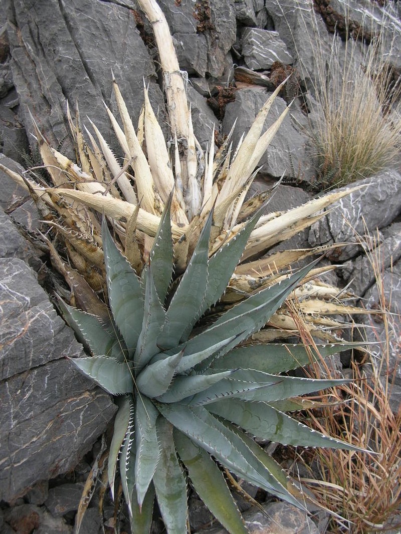 Agave simplex photo 5