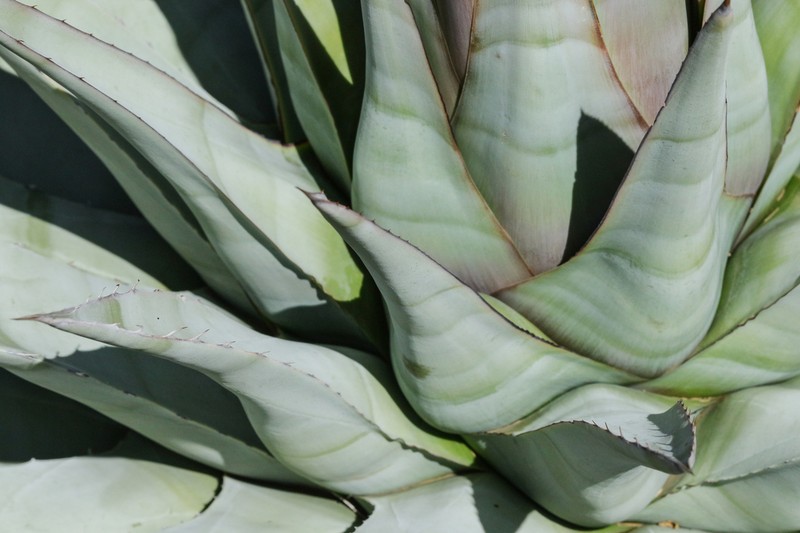 Agave simplex photo 6