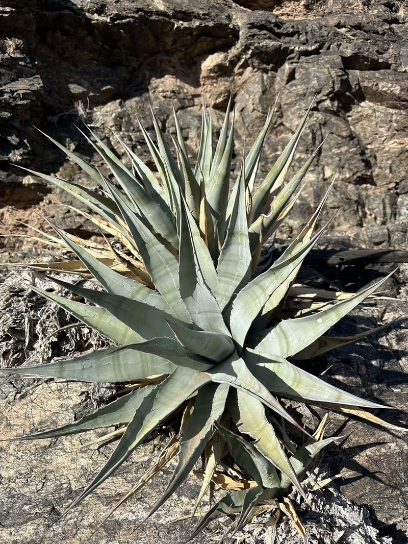 Agave simplex photo 7