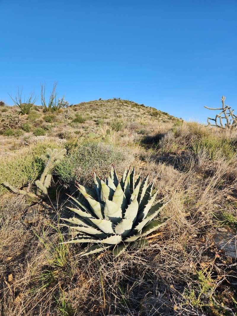 Agave simplex photo 8