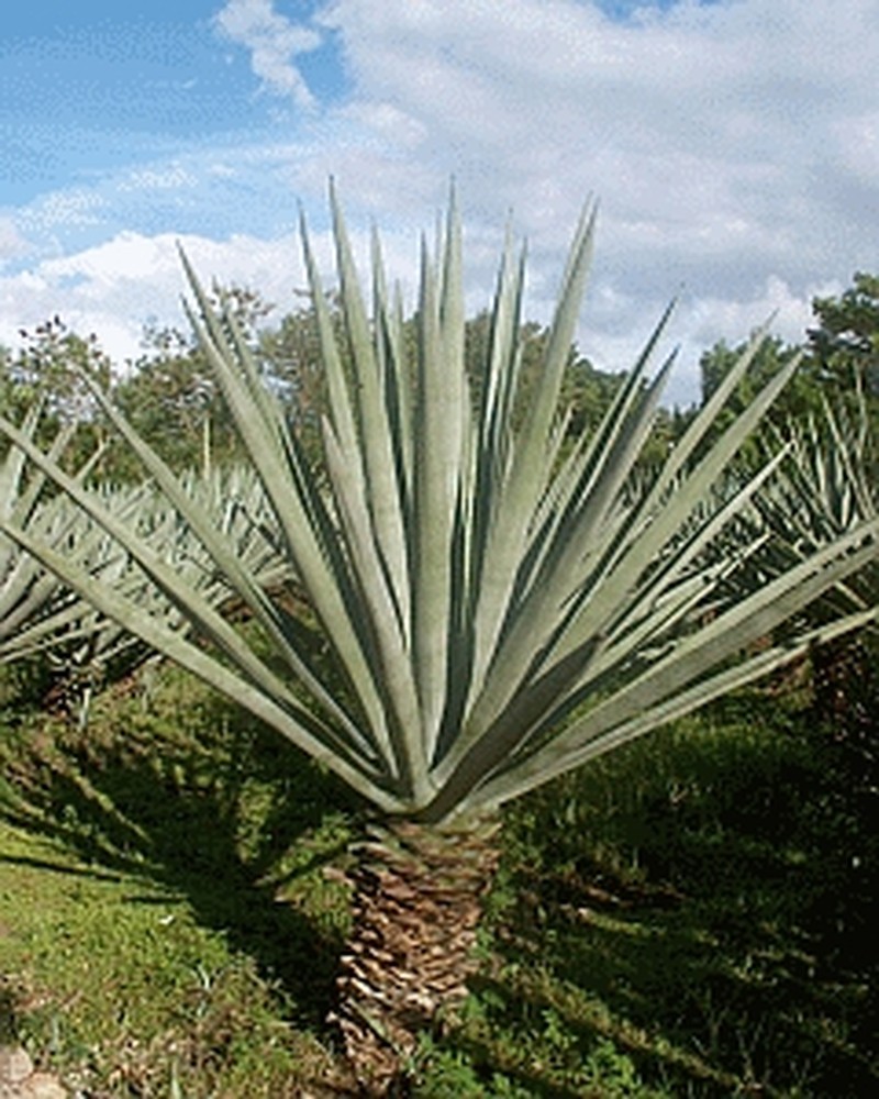 Sisal Hemp