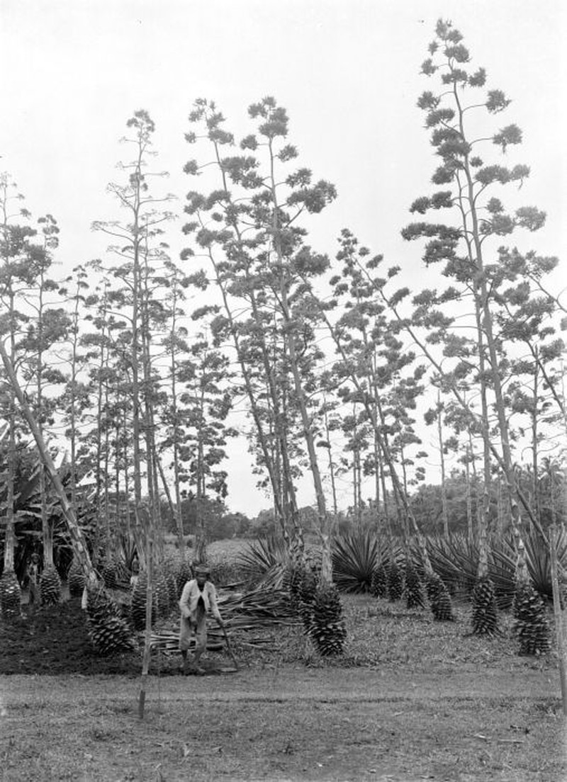 Sisal Hemp photo 4