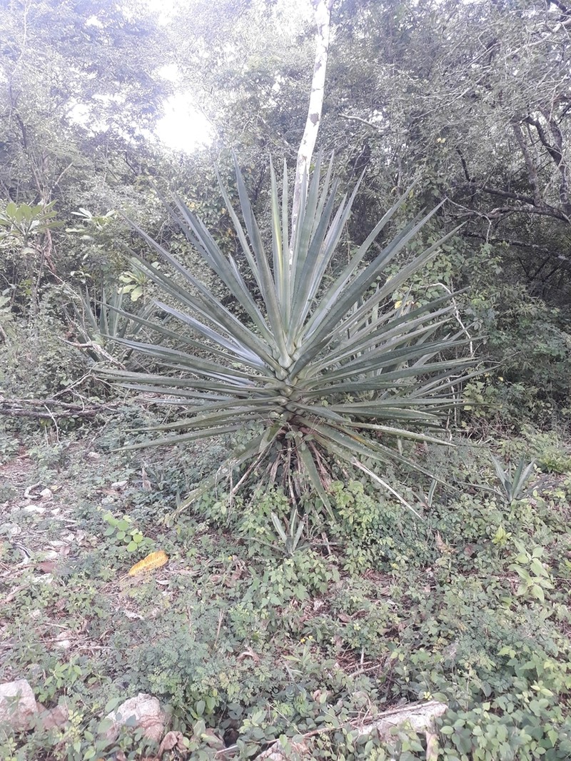 Sisal Hemp photo 5