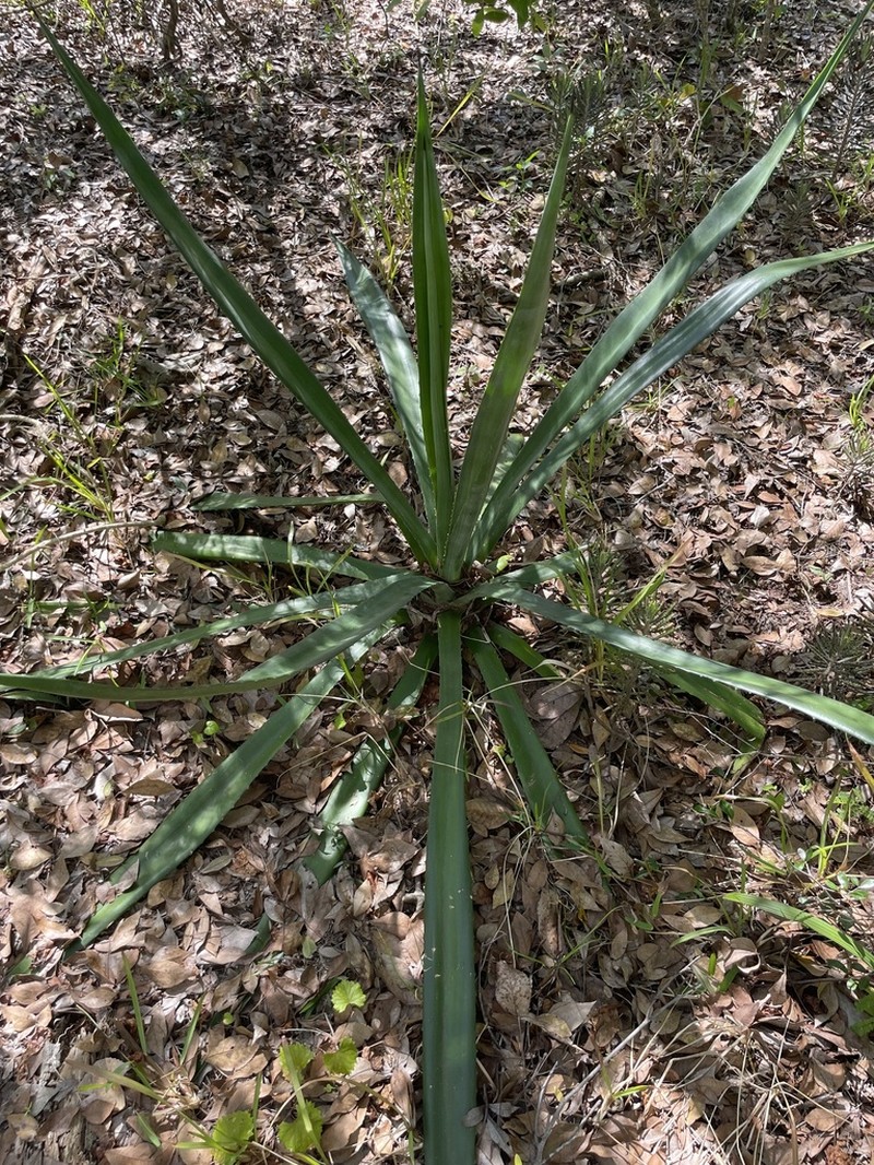 Sisal Hemp photo 7