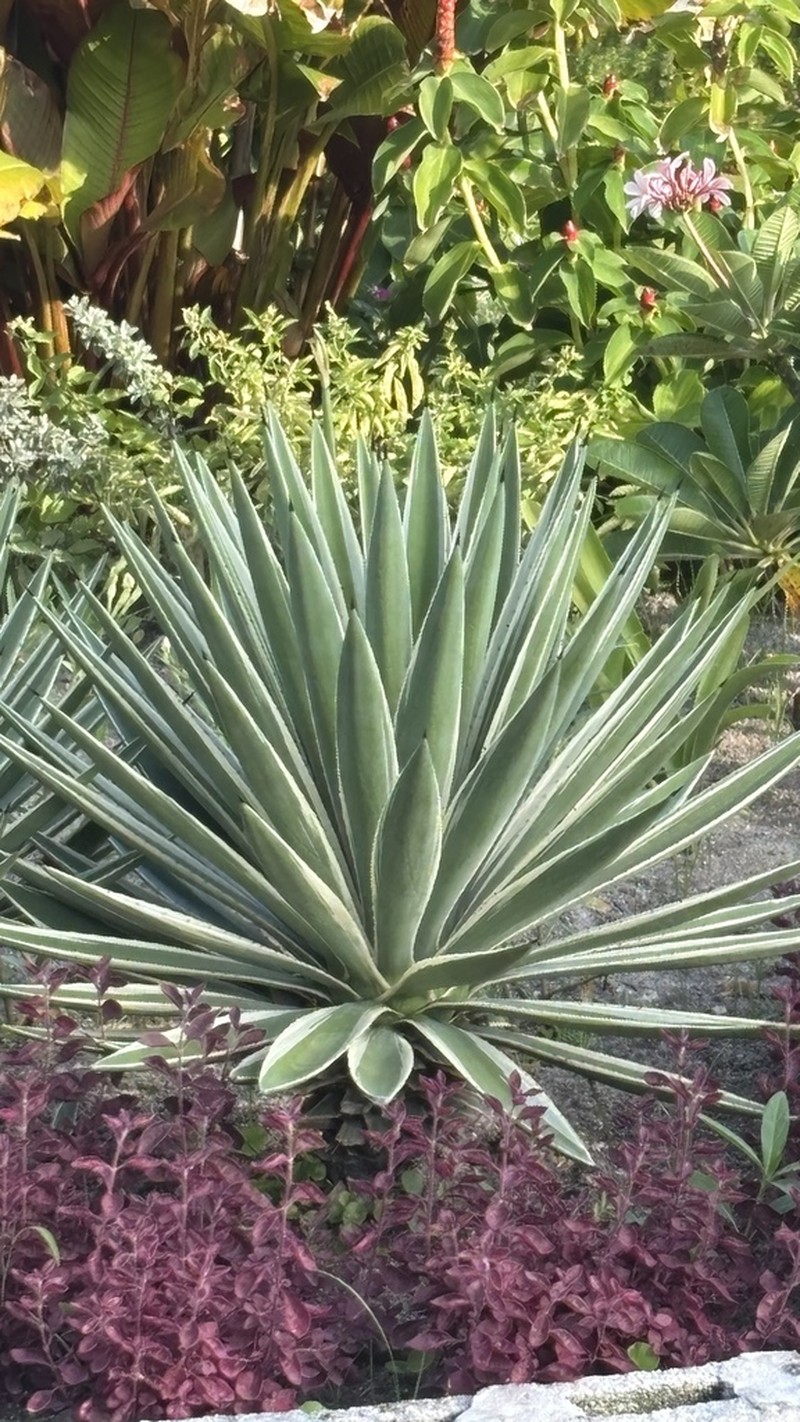 Sisal Hemp photo 8
