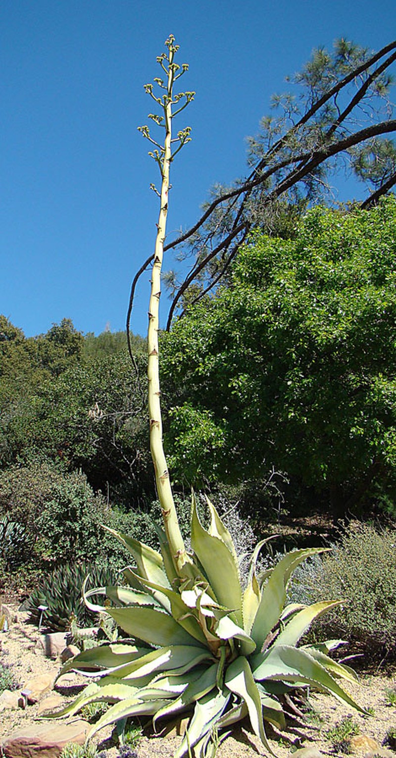 Agave sobria photo 2