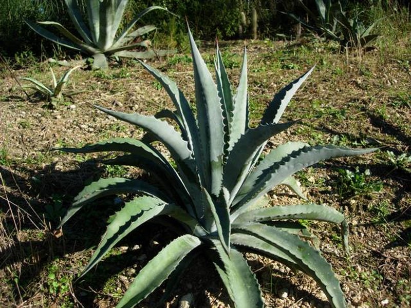 Agave sobria photo 3