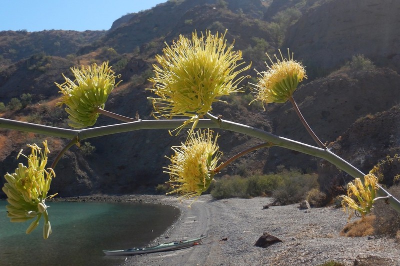 Agave sobria photo 4