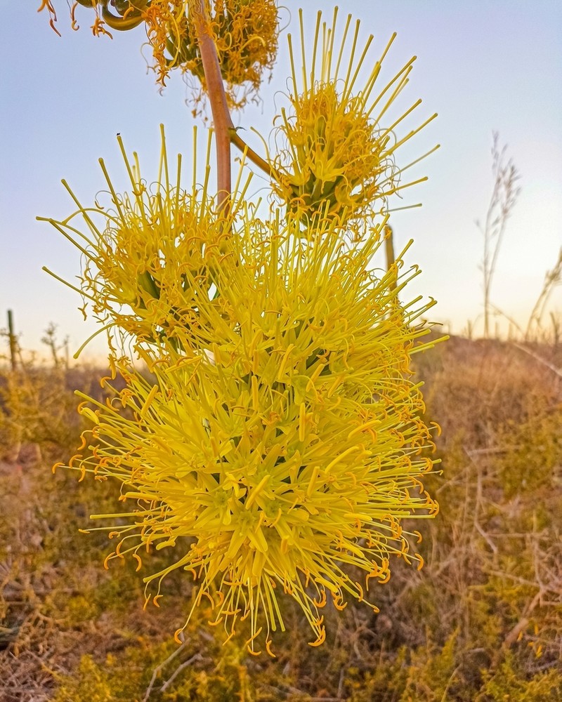 Agave sobria photo 5