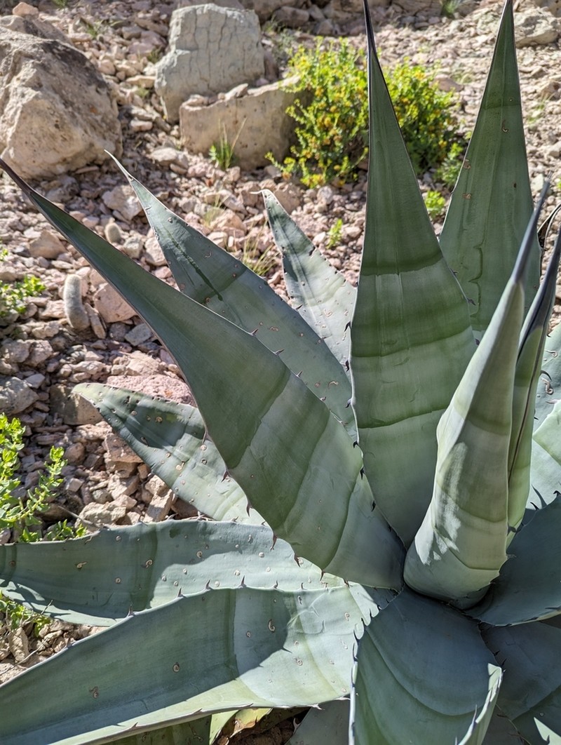 Agave sobria photo 6