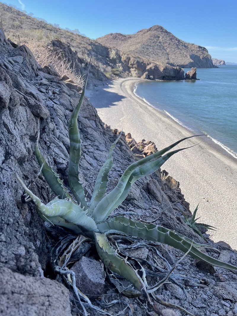Agave sobria photo 7