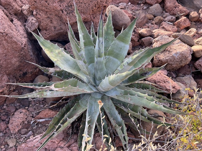 Agave sobria photo 8