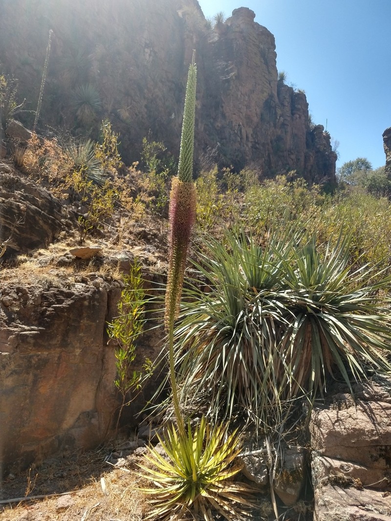 Agave sororum