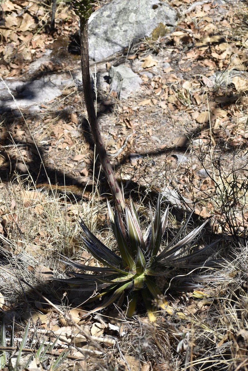 Agave sororum photo 2