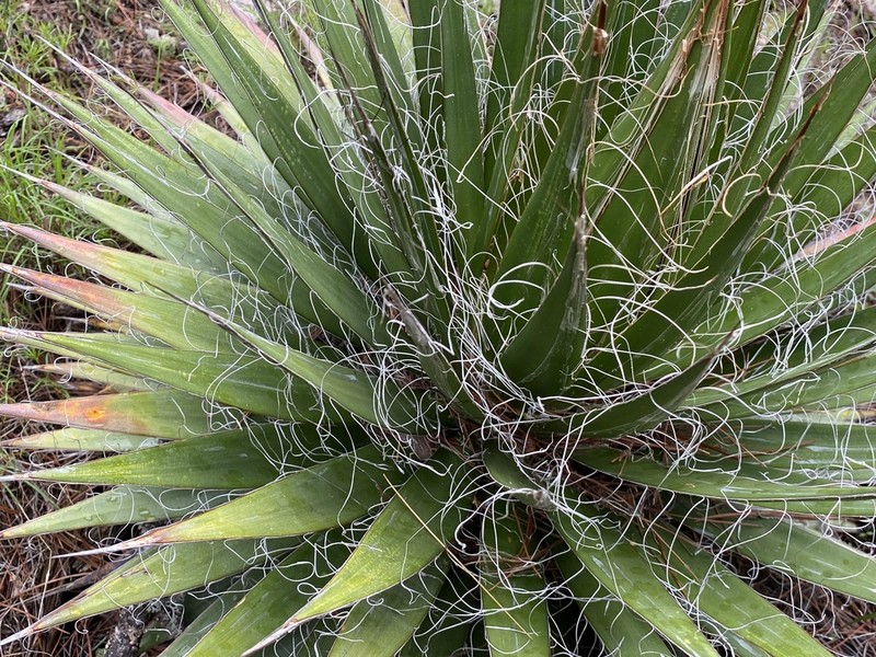 Agave sororum photo 3