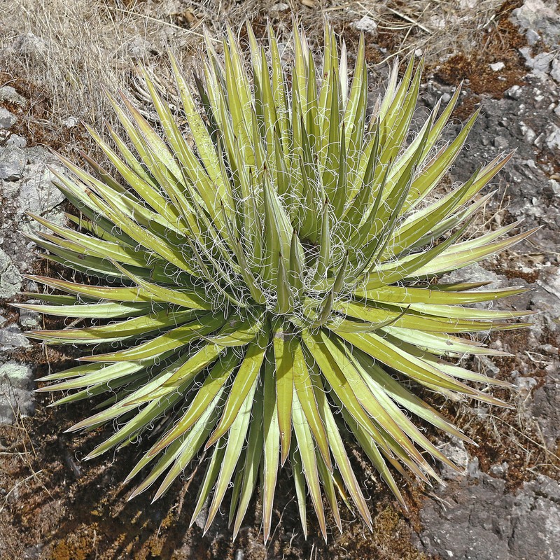 Agave sororum photo 4