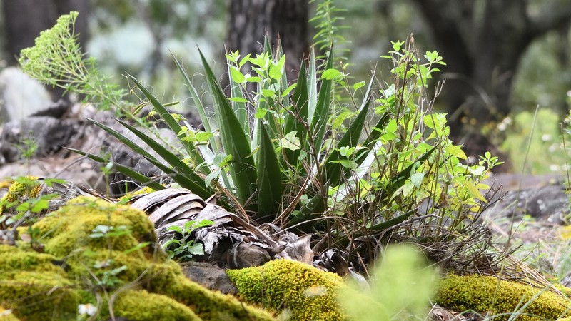 Agave sororum photo 5