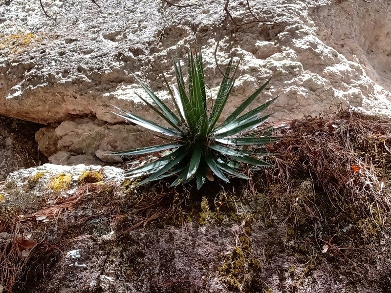 Agave sororum photo 6