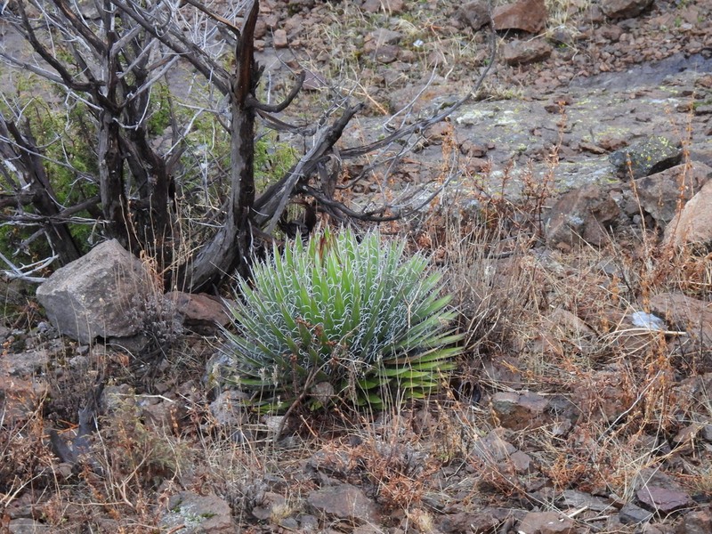 Agave sororum photo 7