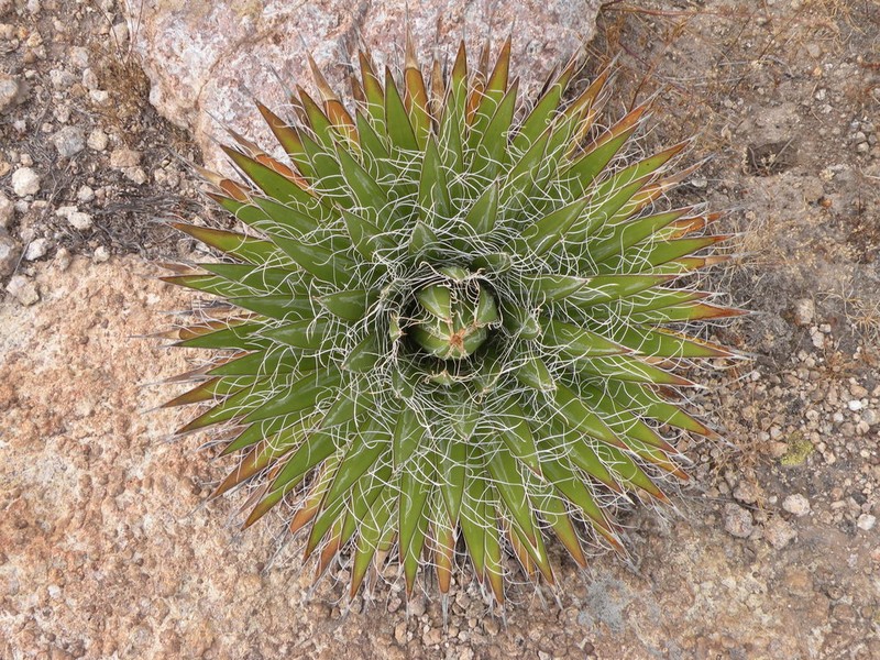 Agave sororum photo 8