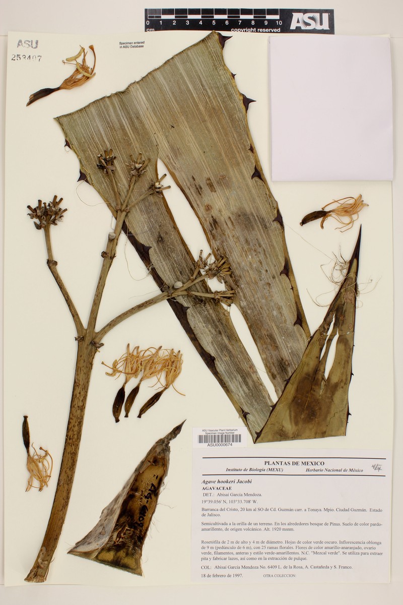Agave spicata