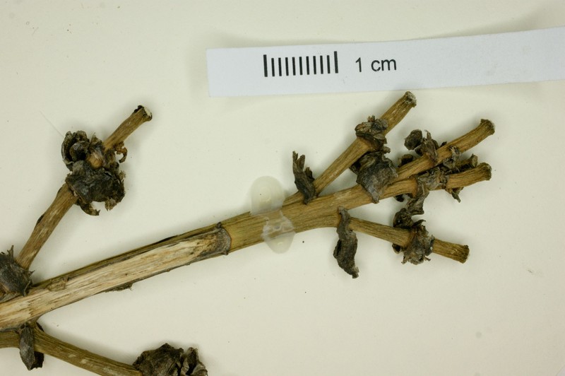 Agave spicata photo 2