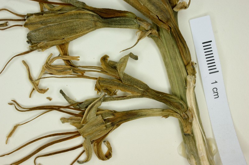 Agave spicata photo 4