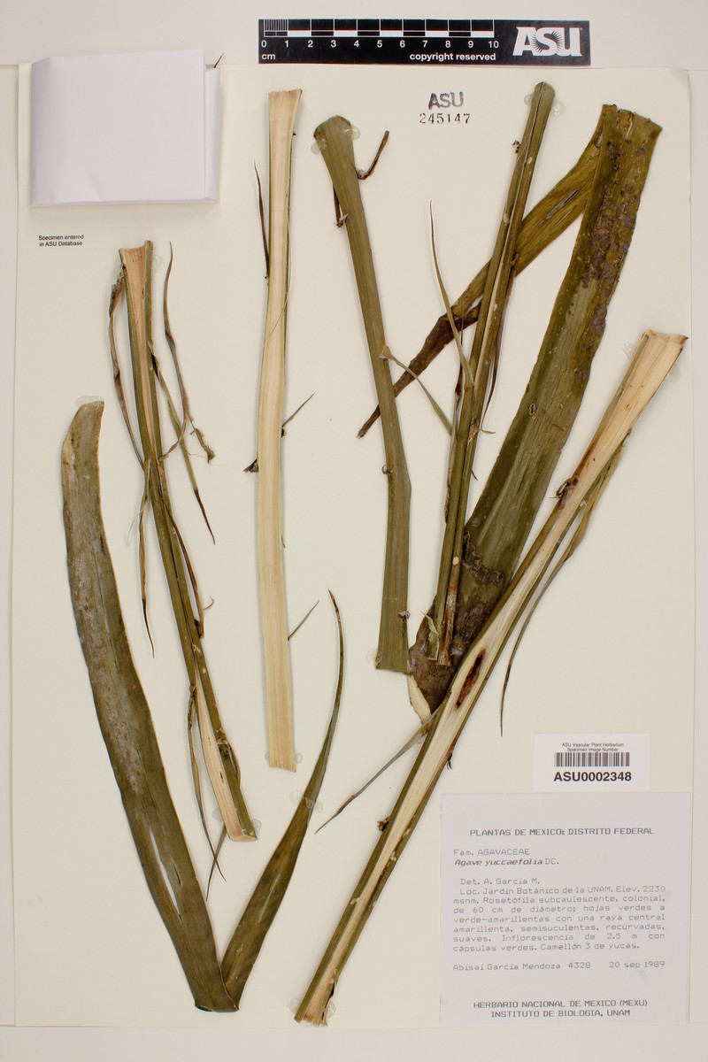 Agave spicata photo 5