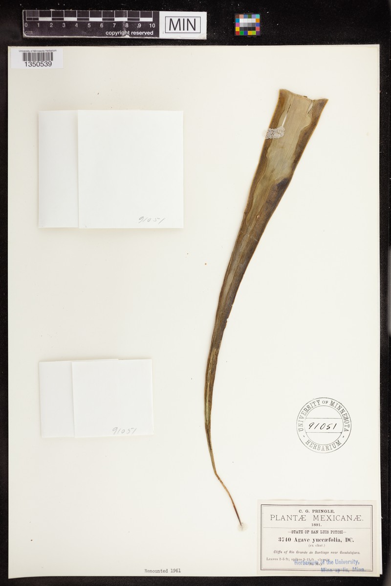 Agave spicata photo 6