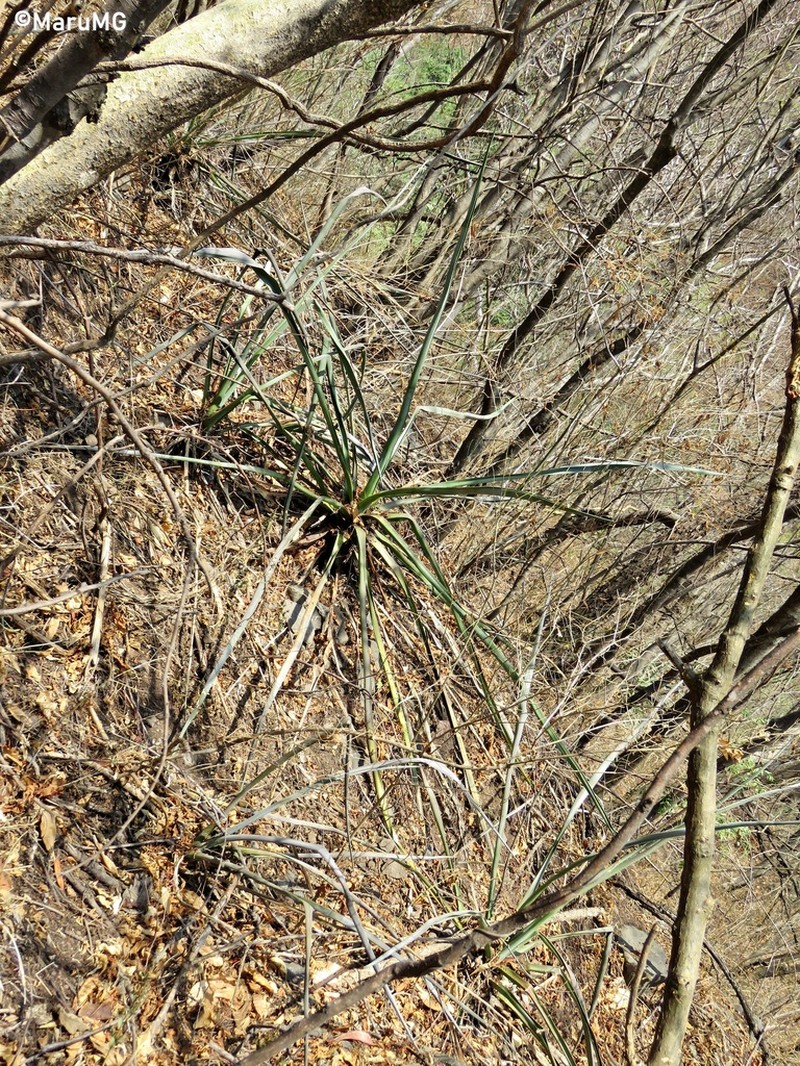 Agave stringens