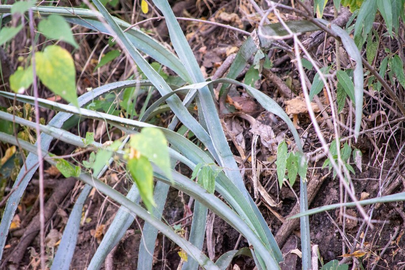 Agave stringens photo 2
