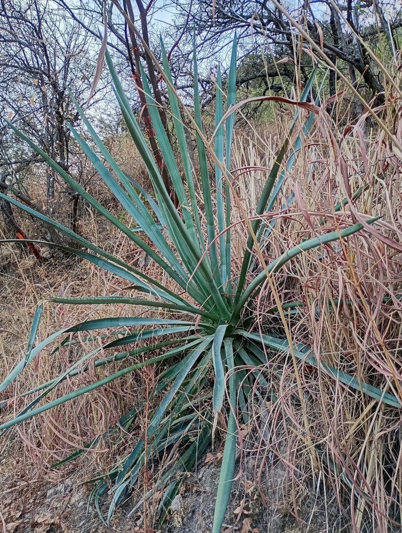 Agave stringens photo 3