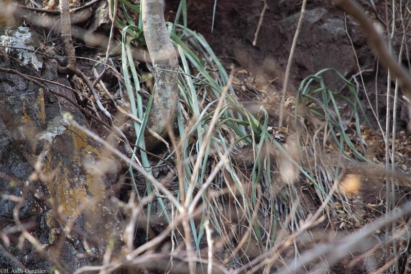 Agave stringens photo 4