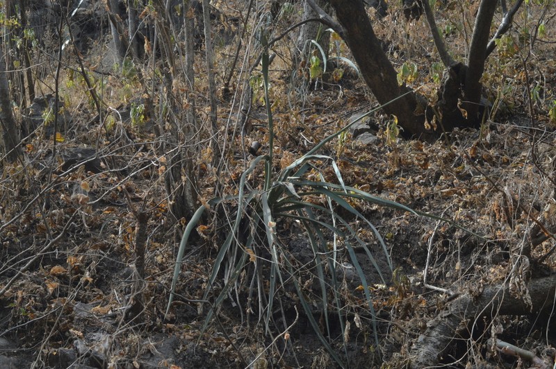 Agave stringens photo 5