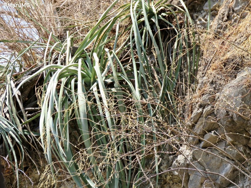 Agave stringens photo 6