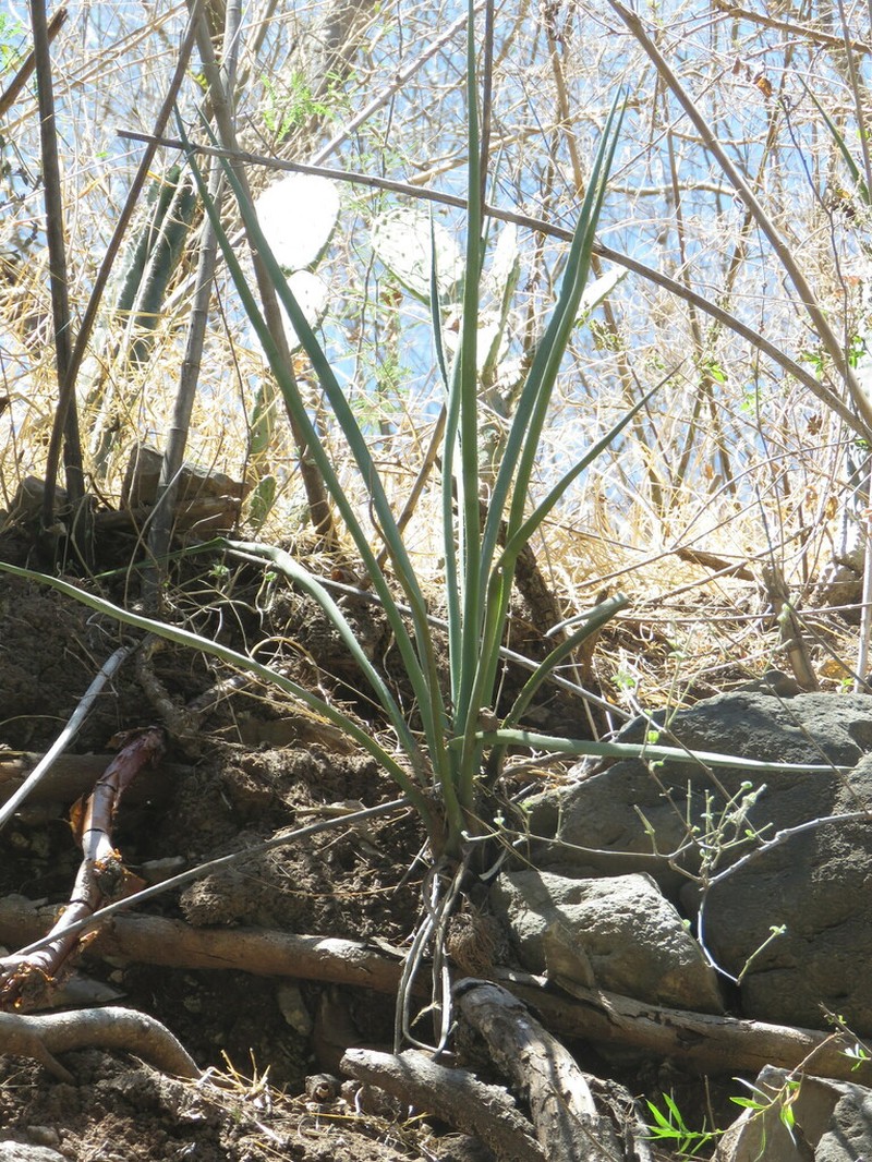 Agave stringens photo 7