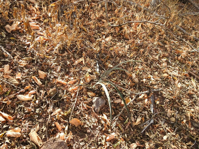 Agave stringens photo 8