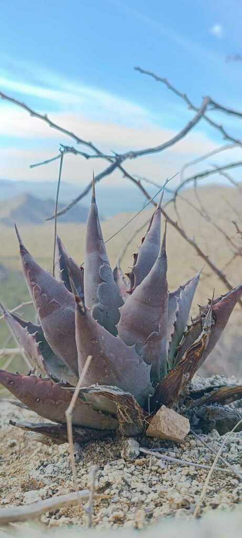 Agave subsimplex
