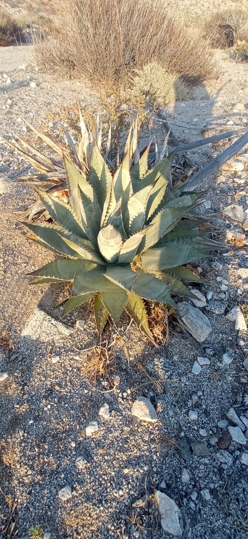 Agave subsimplex photo 2