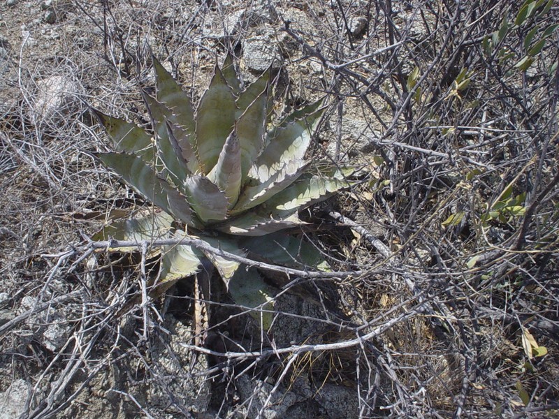 Agave subsimplex photo 4