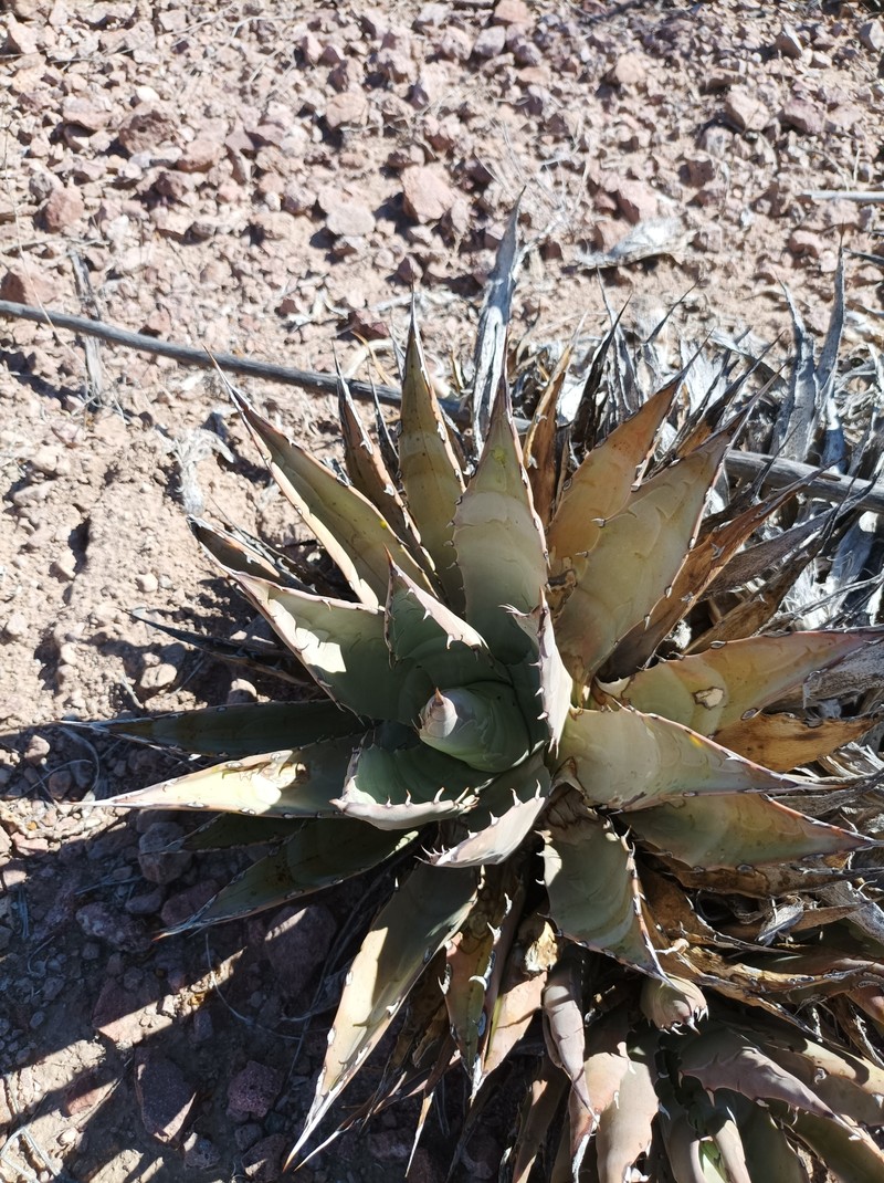 Agave subsimplex photo 5