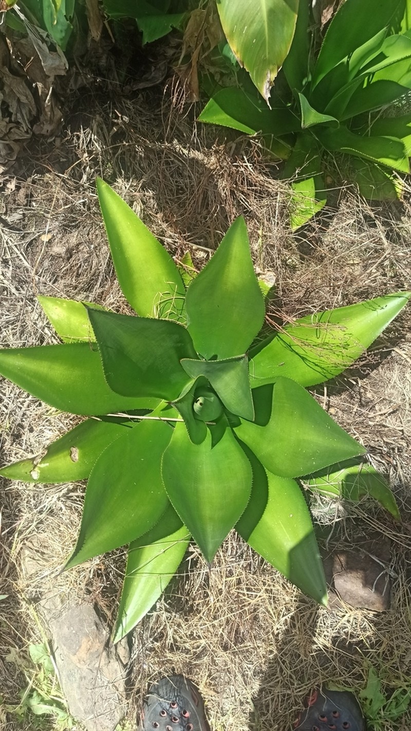 Agave sylvesteriana photo 2