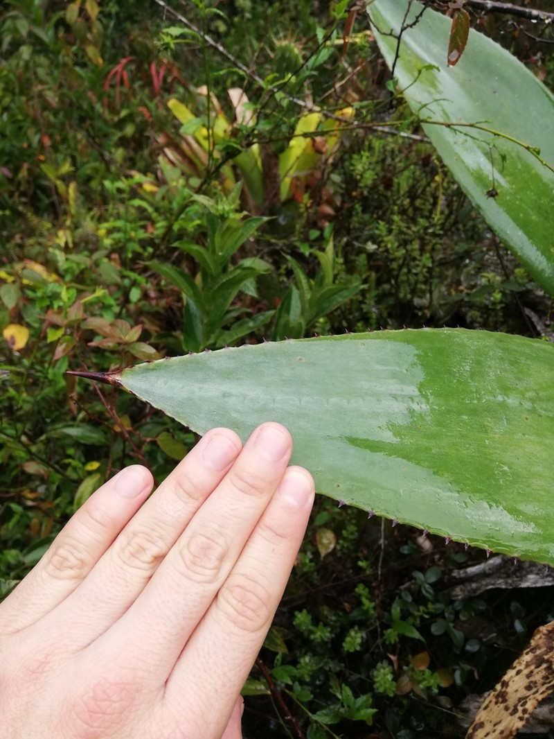 Agave sylvesteriana photo 3