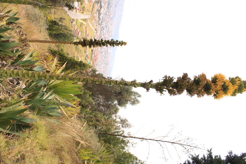 Agave sylvesteriana photo 4