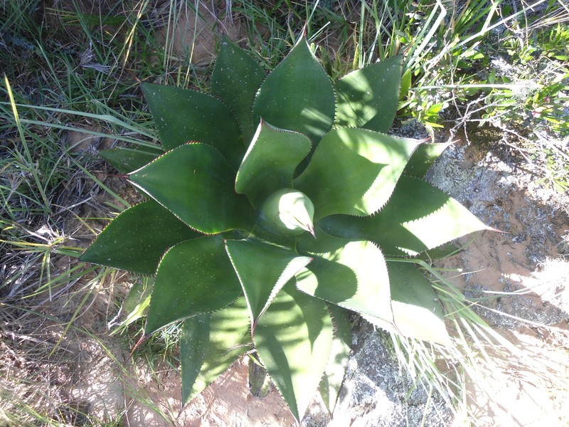 Agave sylvesteriana photo 5